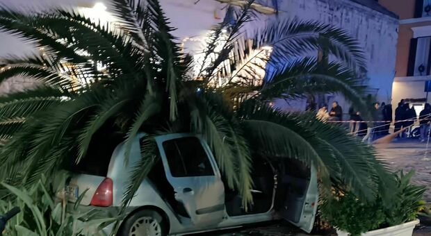 Vento forte nel Nord Barese: palma cade su un?auto a Trani, danni anche in zona Castello