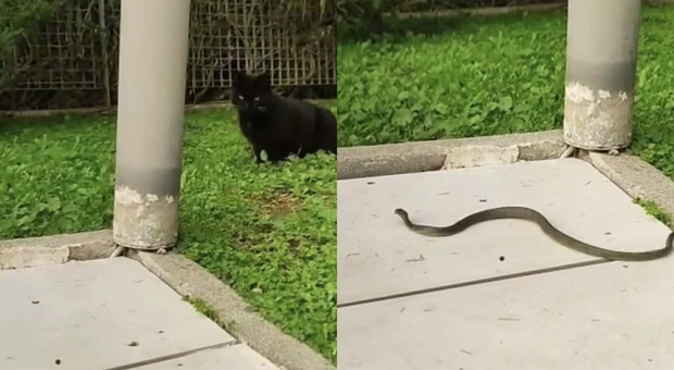 Bari, spunta un serpente in un giardino: il gatto tenta di catturarlo ma il rettile fugge e si nasconde in una cavità
