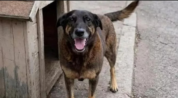 Brasile, la storia di Orellha scuote un'intera comunità: la storia del cane randaggio torturato da quattro adolescenti