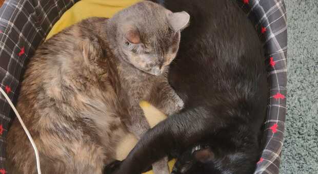 Boom delle spese per gli animali: 767 euro per un gatto, 1.263 per un cane. Ecco tutti i rincari