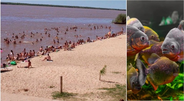 Attacco di piranha nel delta del Paraná in Argentina, 40 feriti gravi. «Amputato il dito a un bambino»