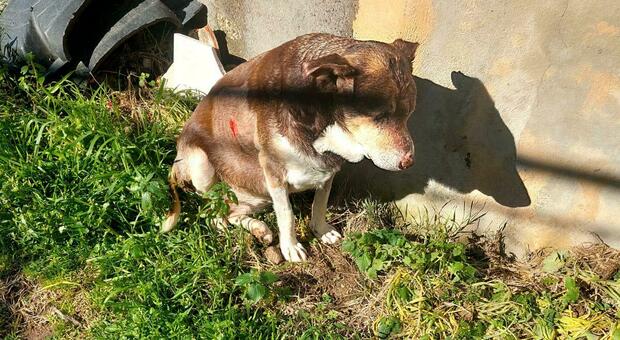 Bacoli, cane legato e picchiato quasi a morte. Il sindaco Della Ragione: «Non la passerete liscia»