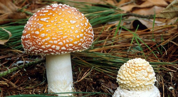 Fungoallucinogeno contro la depressione resistente, una donna la prima paziente in Italia: come funziona il trattamento