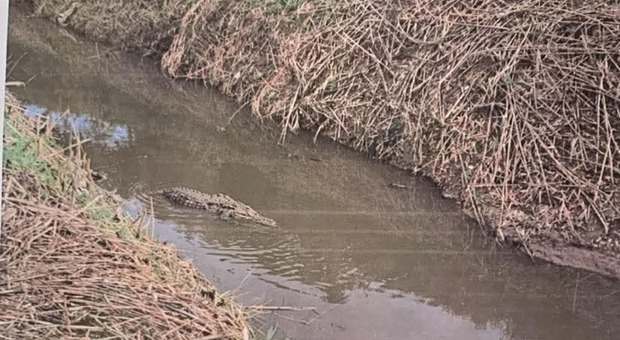  Capaccio Paestum, nessuna traccia dell?alligatore: informativa per procurato allarme 