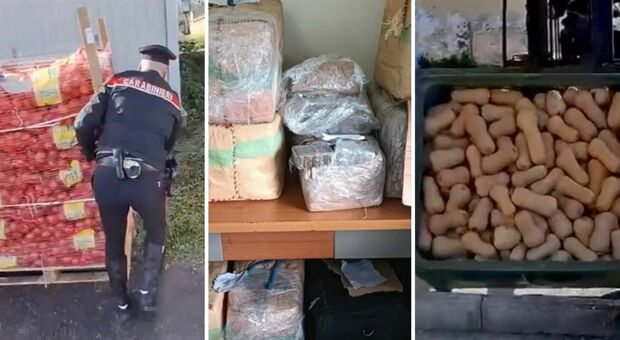  Napoli, droga nascosa tra arance, patate e zucche: maxi sequestro di un carico proveniente da Barcellona 