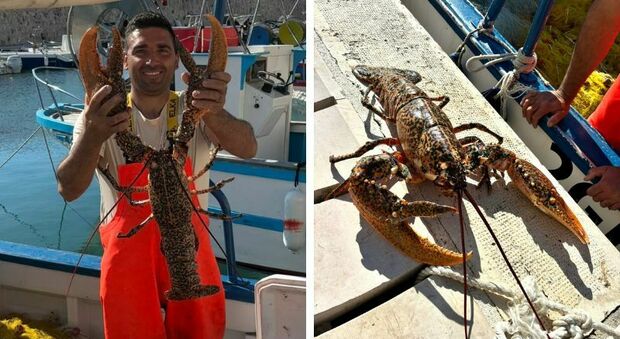 Pesca record nel Salento: catturato un astice gigante di sei chili