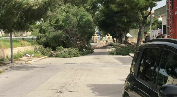 Tragedia per strada, albero cade per il forte vento e colpisce una 12enne: morta