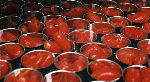  Pomodoro, cala l'export italiano: prima volta in dieci anni 