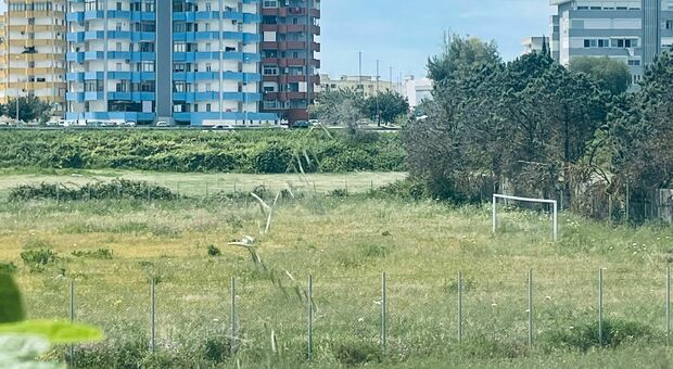 Lecce, l'Antistadio dimenticato: da culla di talenti all'assedio delle erbacce