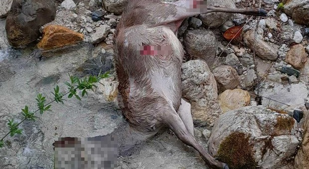 Lupi sbranano una cerva incinta a pochi metri dal centro del paese: &laquo;Poi hanno continuato ad aggirarsi attorno alle case incuranti delle mie urla&raquo;