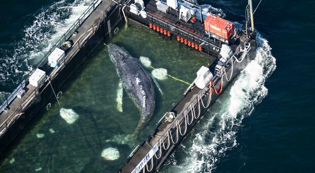 La balena Timmy verso la libert&agrave;, la megattera entra in Danimarca: il Mare del Nord ora &egrave; a un passo