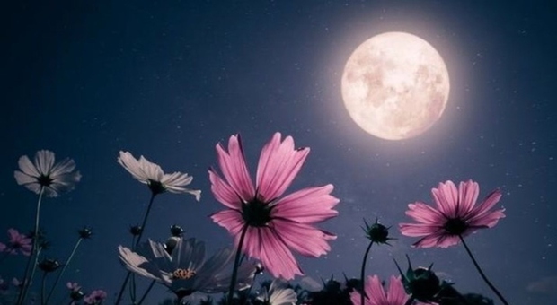 Luna dei Fiori: data, quando vederla e significato. Sar&agrave; la pi&ugrave; piccola (ma pi&ugrave; potente) del 2026