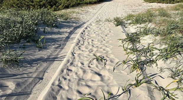 Ugento, fuoristrada sulle dune nel Parco Naturale: identificato dalle telecamere