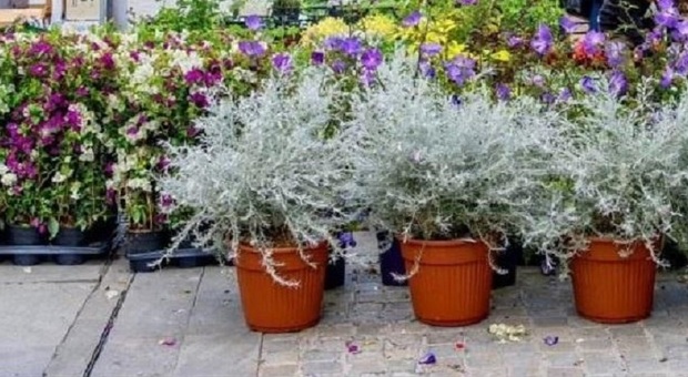 immagine “Rieti in fiore”, la rabbia dei 24 fioristi della città: «Esclusi dalla kermesse»