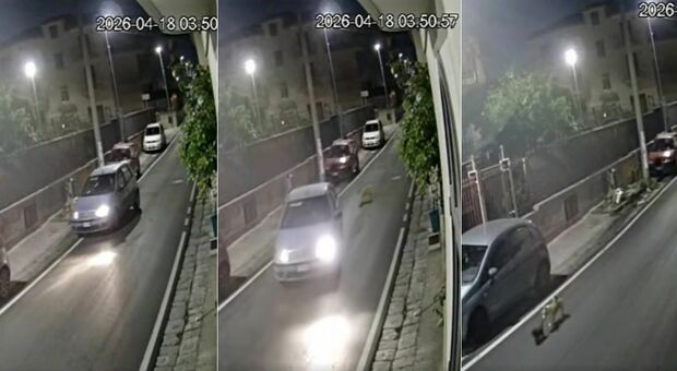 immagine Abbandona la cagnolina che muore investita, il padrone rischia fino a sette anni di carcere: orrore ad Aversa