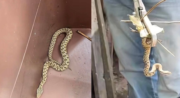 Vipera in una villetta alle porte di Roma: era nascosta vicino alla cuccia del cane. «Ecco cosa fare in caso di morso»
