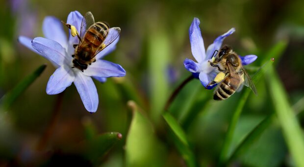 immagine Il “killer” delle api ha le ore contate, ecco il nuovo metodo italiano (efficace e green) per sconfiggere il Varroa destructor