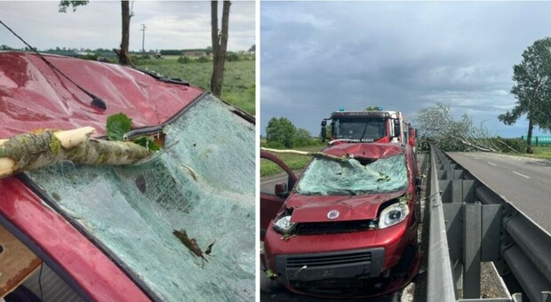 Incidente sulla Transpolesana, albero crolla e travolge un'auto: conducente ferito. Strada chiusa e lunghe code
