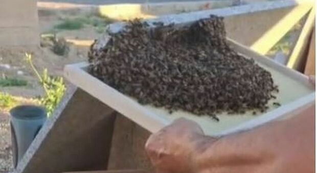 Salento, uno sciame invade il cimitero: migliaia di api salvate e trasferite
