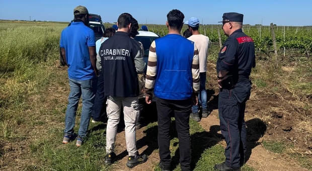 Agricoltura salentina: 15 aziende irregolari su 18. Dai controlli arrivano le maxi multe