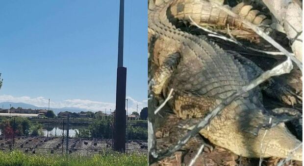 immagine Coccodrillo avvistato in un laghetto a Pistoia, è un mistero: la foto diventa virale, ricerche in corso