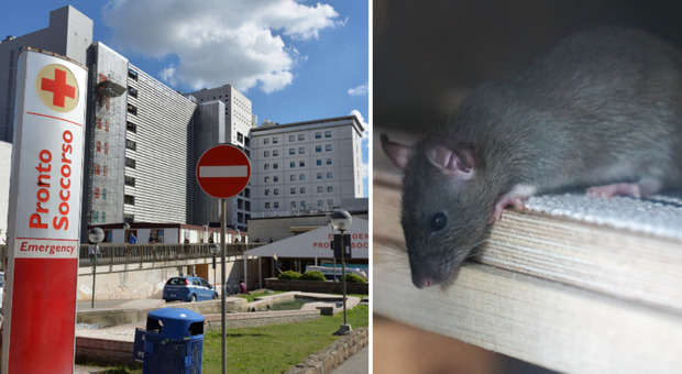 Topi morti nelle sale operatorie dell'ospedale: il piano chiude per sanificazione. Possibile legame con i cantieri del tram vicini