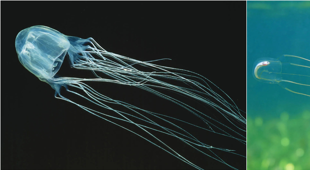 immagine Cubomedusa, scoperta nuova specie letale (quasi invisibile): è in grado di uccidere in pochi minuti