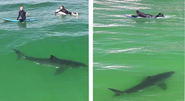 immagine Grande squalo bianco curioso fianco a fianco ai surfisti. Le incredibili immagini