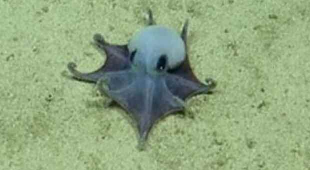 immagine Scoperta una nuova specie di polpo blu: sembra un Pokémon (e sta in una mano). «Non abbiamo mai visto niente di simile»