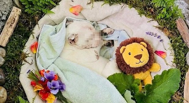 Emanuele Crosato, l'addio struggente del sindaco al suo cane Ares morto di malattia: pupazzo nuovo e le ultime coccole. &laquo;12 anni di amore incondizionato&raquo;