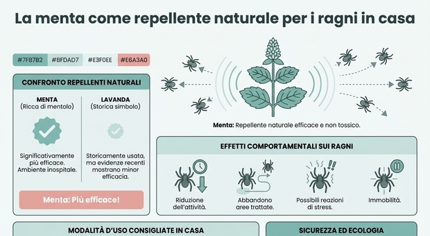 immagine Ragni in casa? C'è una pianta aromatica che li tiene lontani in modo naturale (ed economico)