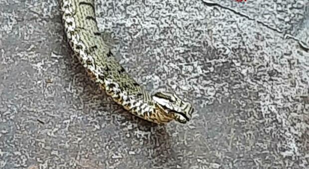 Morso da una vipera mentre lavora nei campi, corre in farmacia ma non vendono pi&ugrave; il siero: agricoltore ricoverato in rianimazione