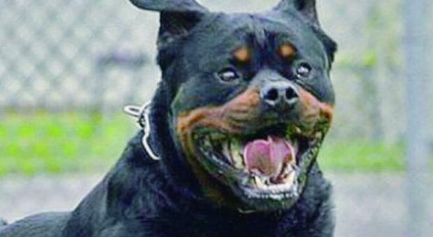 Ancona, azzannata dal rottweiler, ma il risarcimento &egrave; un bluff: in due a processo per truffa