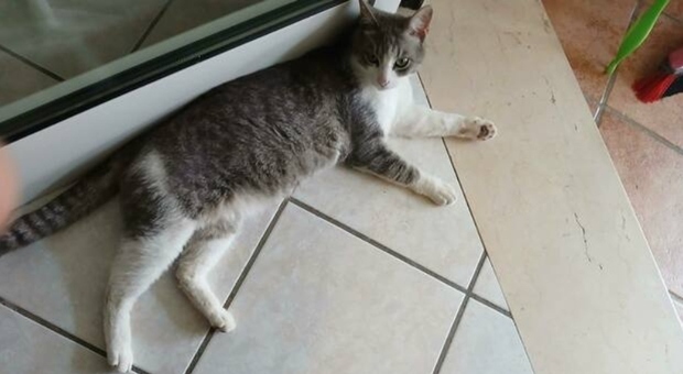 https://statics.cedscdn.it/photos/MED/2026/05/30/9564181_30164420_9564177_30094711_gatto_scomparso_telefonata_scherzo_appeso_collo_cittadella_1_.jpg