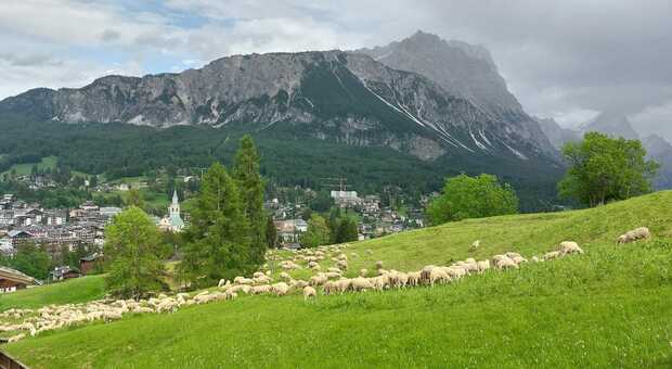Pamela Maggioni porta le sue pecore a Cortina: brucano alle pendici della Tofana, a poca distanza dalla cabinovia al centro delle indagini