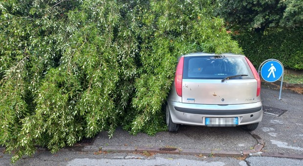 Maltempo nella Marca orientale: a Oderzo auto centrata da un albero. A Zenson blackout e strade interrotte