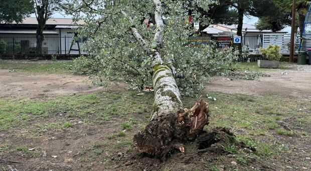 Albero cade sul parcheggio della spiaggia: &laquo;Ho rischiato di essere travolto: potevo morire&raquo;