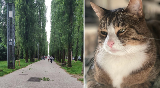 &laquo;Spray al peperoncino spruzzato da un uomo contro il mio gatto. Cos&igrave; 'difende' il suo cane&raquo;. L'allarme al parco Bissuola