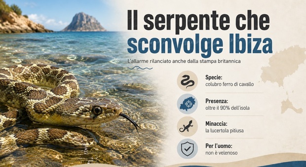 https://statics.cedscdn.it/photos/MED/2026/06/02/9569354_02174932_serpente_ibiza.jpg