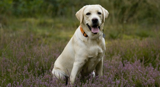 immagine Una tassa sugli animali per chi non ha figli, la provocazione del sindaco di San Giorgio su Legnano: «I Labrador non vi pagheranno la pensione»