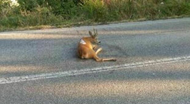 Macerata, incidente tra moto e capriolo: &laquo;Al guidatore l&rsquo;onere della prova&raquo;. Ecco cosa pu&ograve; accadere adesso