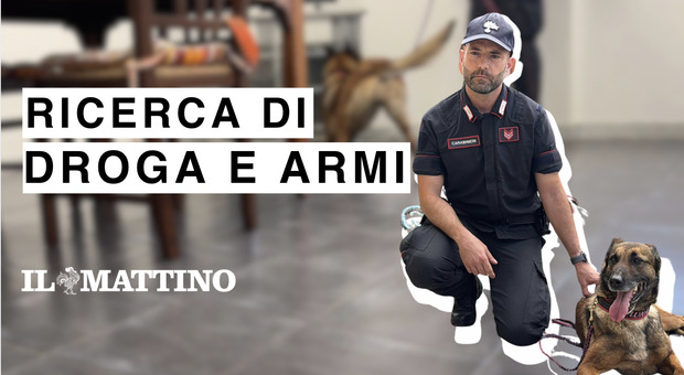 Ricerca di droga e armi: Luna e Ave i cani pi&ugrave; temuti da spacciatori e camorristi