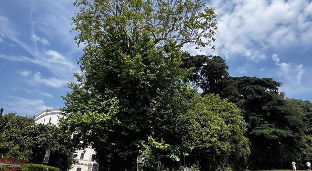 Napoli, musei del Vomero-Floridiana: in pericolo lo storico platano