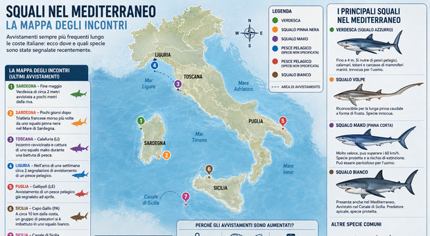 https://statics.cedscdn.it/photos/MED/2026/06/17/9597797_17122924_squali_italia.jpg