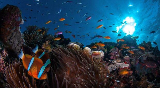 https://statics.cedscdn.it/photos/MED/2026/06/17/9598127_18153945_oceani_protezione.jpg
