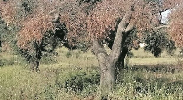 Via libera al commissario per stoppare la Xylella. Reimpianti: 300 milioni. Il piano