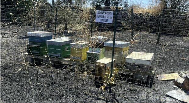 Incendio distrugge un apiario, morte 50mila api: l'attentato nella notte