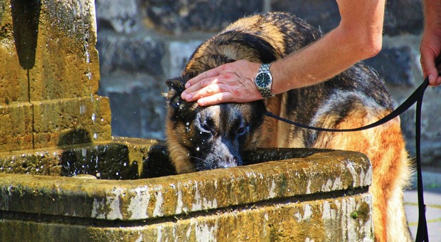 https://statics.cedscdn.it/photos/MED/2026/06/20/9604508_20182933_cocoparisienne_dog_866509_1920.jpg