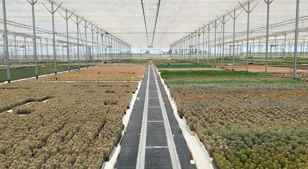 Euphorbia, 50 anni tra le serre