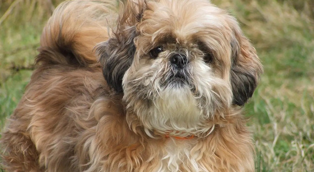 https://statics.cedscdn.it/photos/MED/2026/06/24/9611963_24165629_shih_tzu.jpg